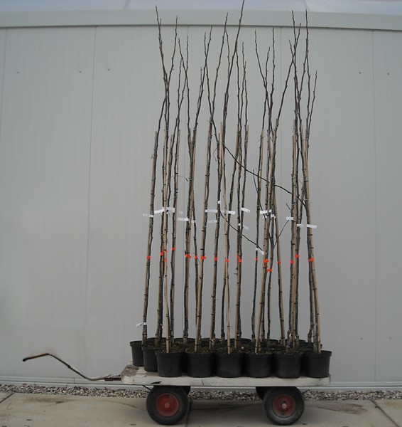 Juglans regia Nr.16 spil C10