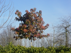 Liquidambar st. Autumn Color Globe (Albert Leemreize)